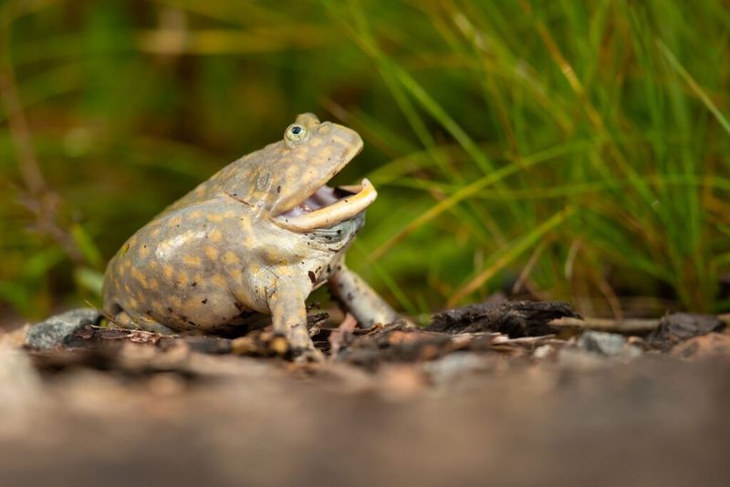 Budgett's Frog