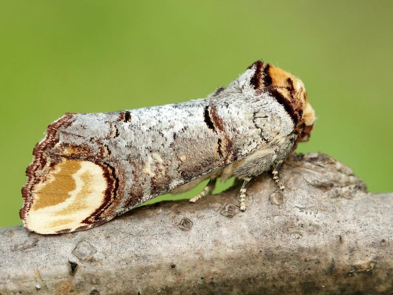 Buff-tip Moth