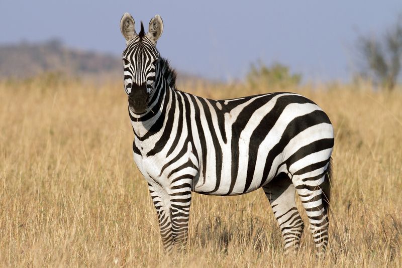 Zebras: Striped Wonders