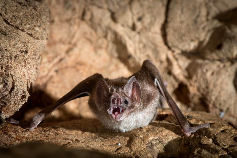 Vampire Bat