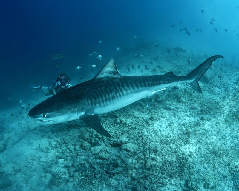 Tiger Shark
