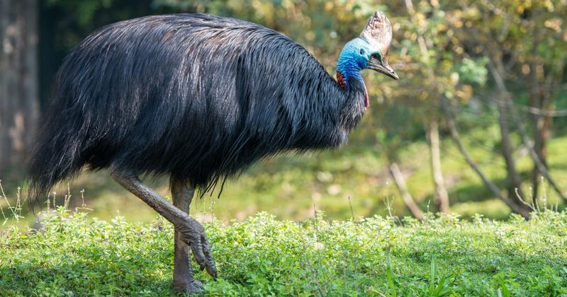 Cassowary