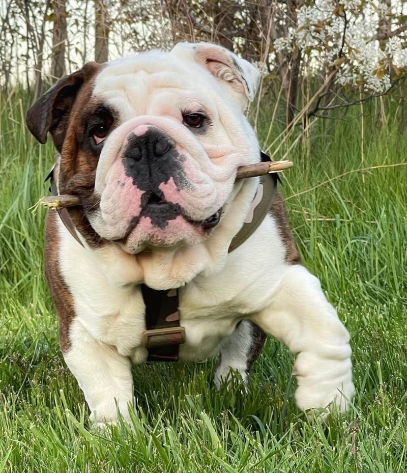 Bulldog