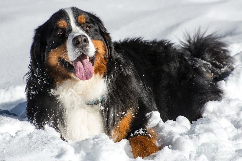 Bernese Mountain Dog