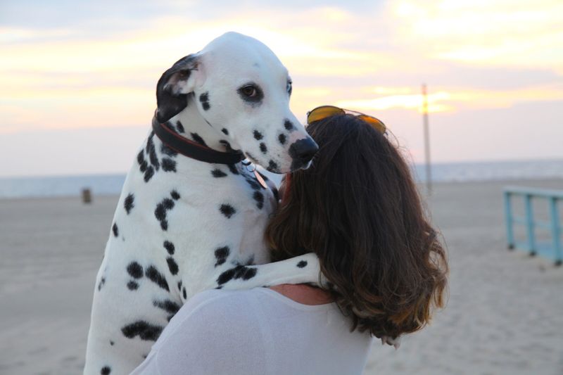 Dalmatian