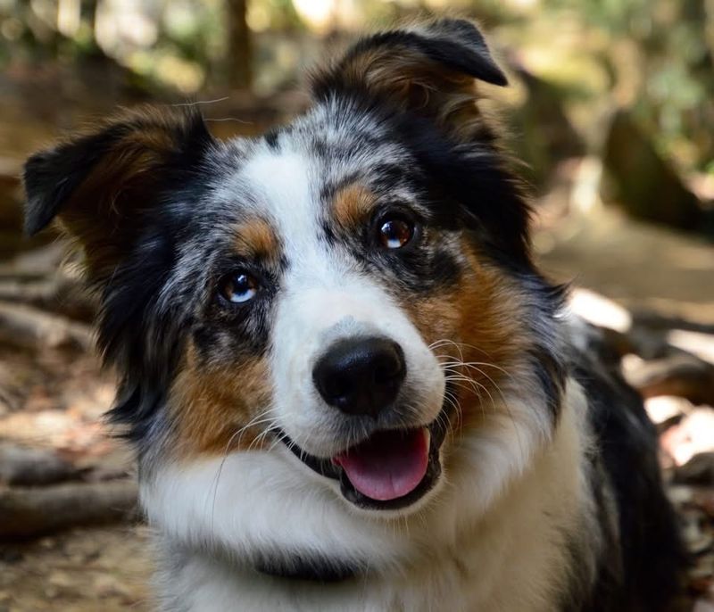 Australian Shepherd