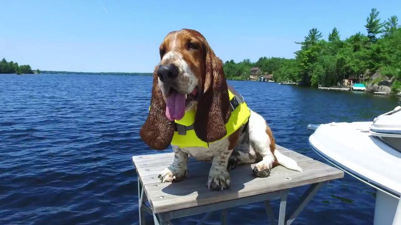 Basset Hound