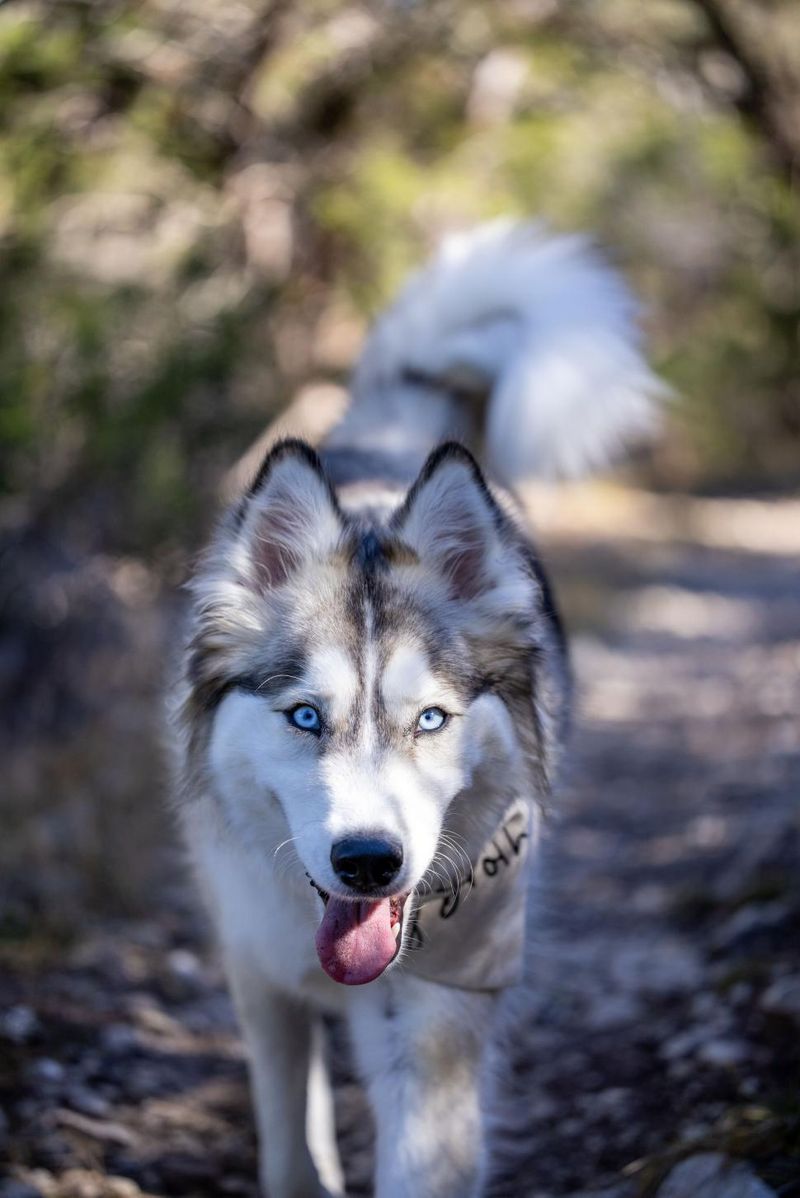 Siberian Husky
