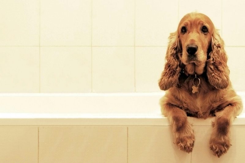 Cocker Spaniel