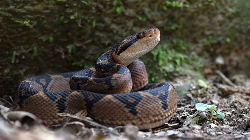 Bushmaster