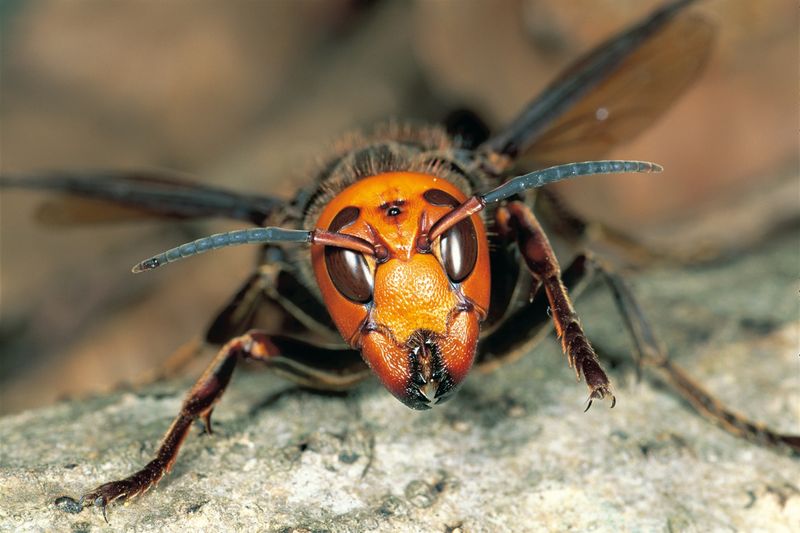 Japanese Giant Hornet