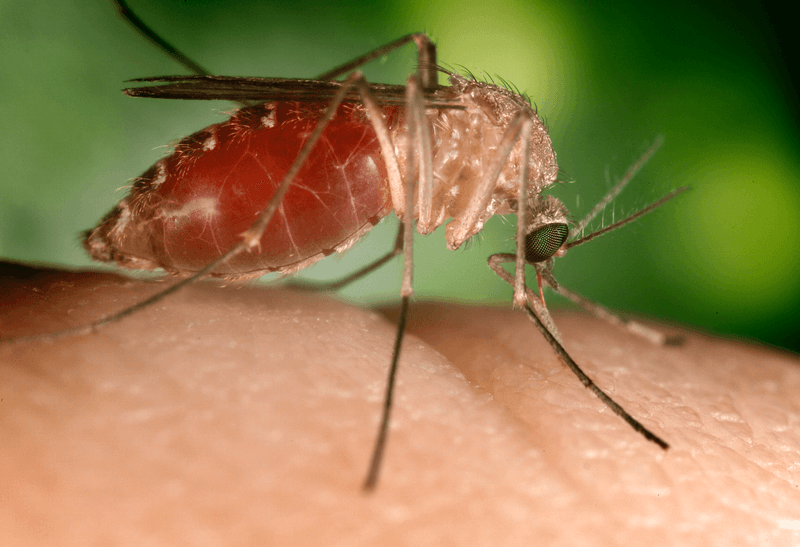 Mosquitoes (General)