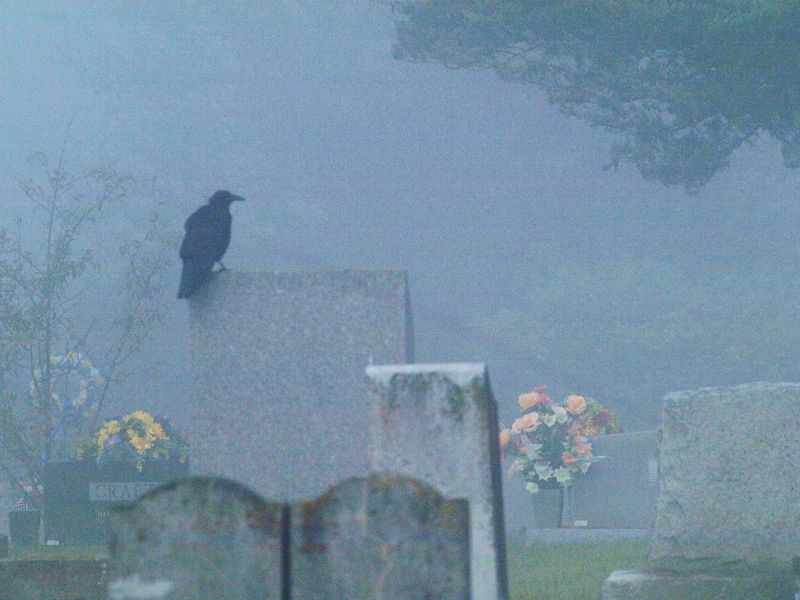 Crows as Harbingers of Doom