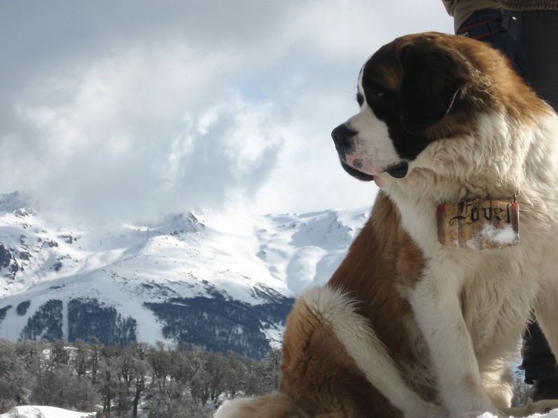Saint Bernard