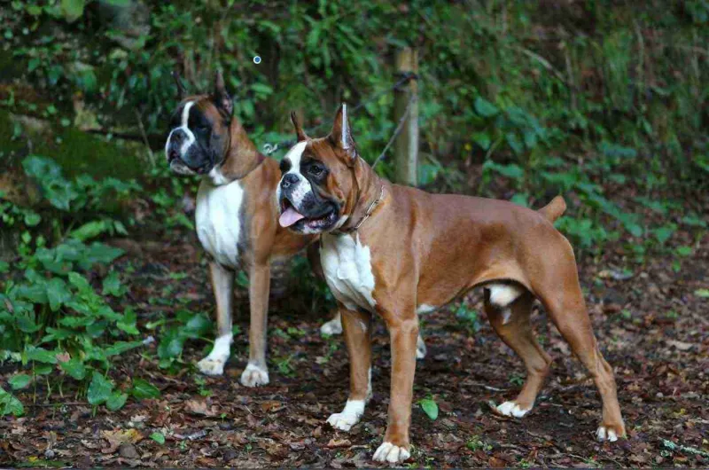 Boxer