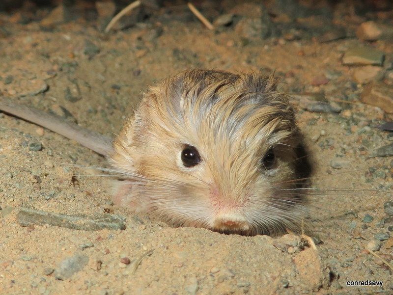 Pygmy Jerboa