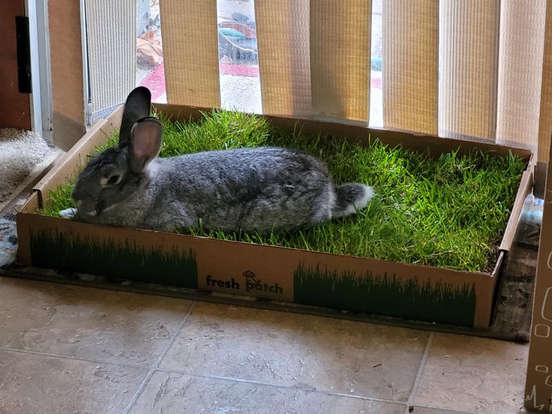 Grass Mat