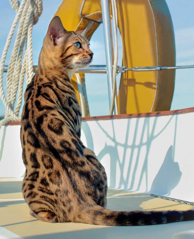 Bengal