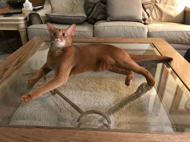 Cinnamon Abyssinian