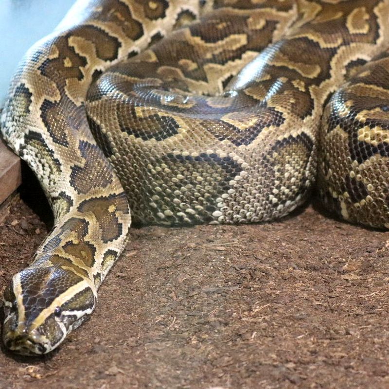African Rock Python