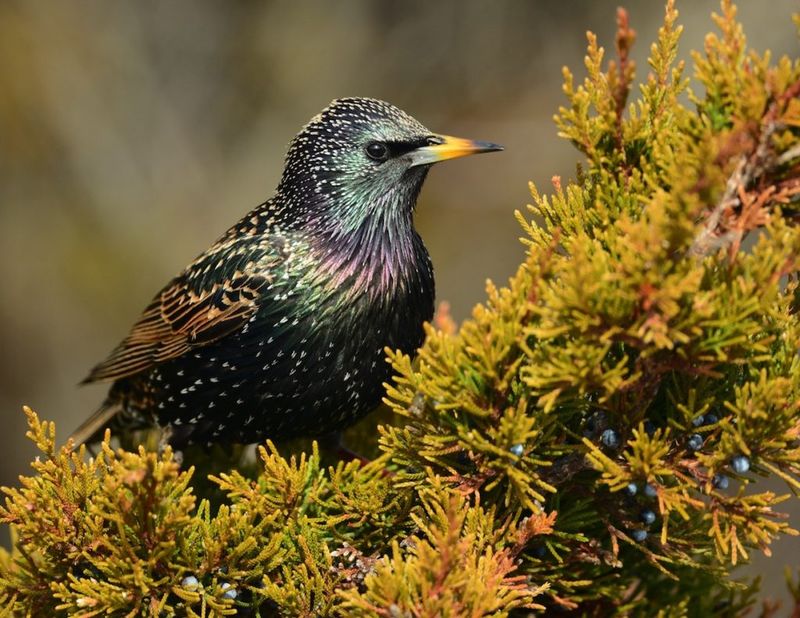 European Starling