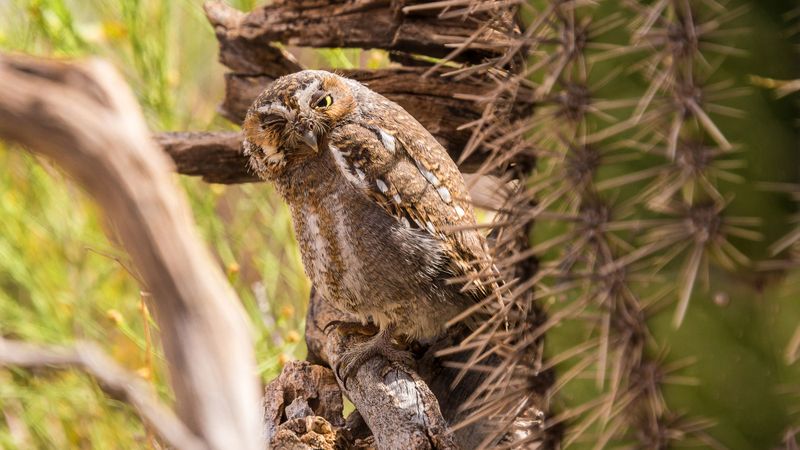 Elf Owl (Micrathene whitneyi)