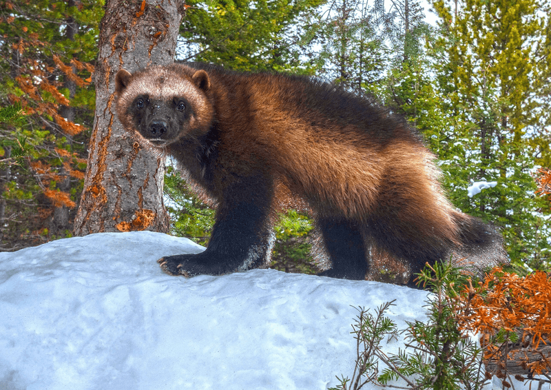 Wolverine