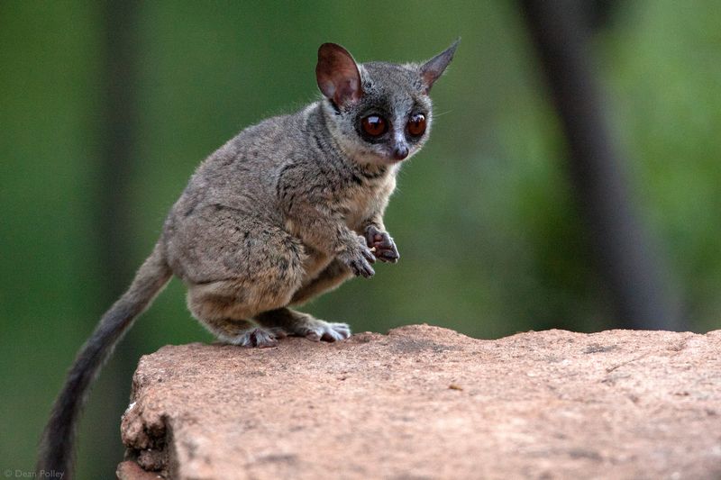 Bush Baby