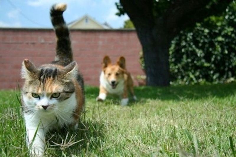 Aggressive Dogs