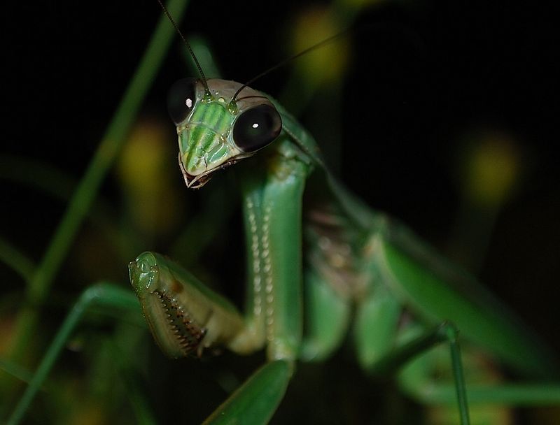 Praying Mantis
