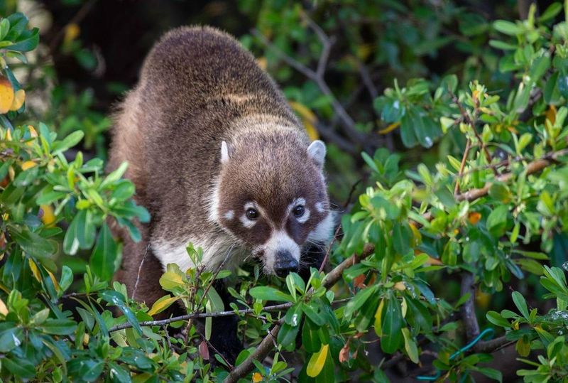 Sky Island Coati