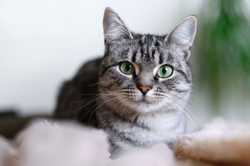 Gray Cat