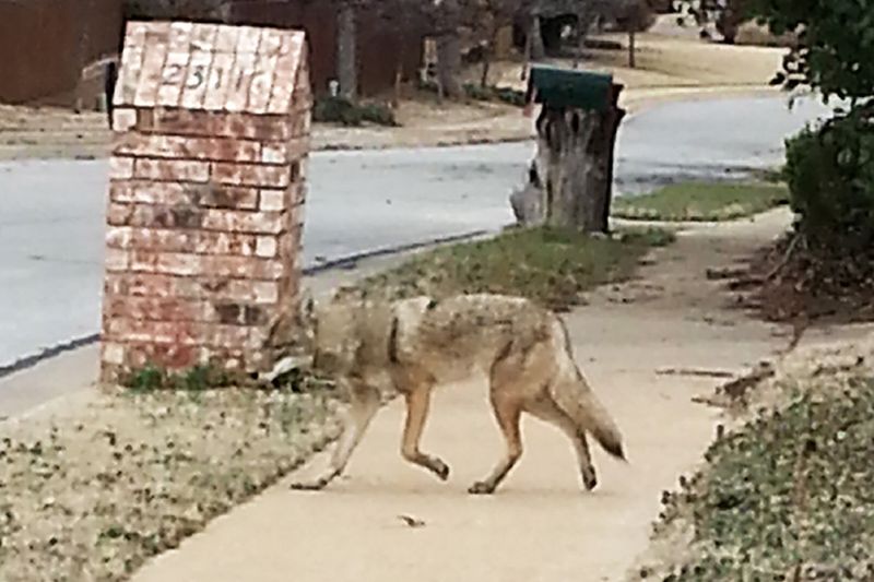 Texas