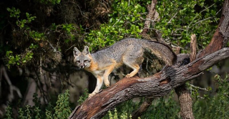 Texas: Foxes Under the Stars