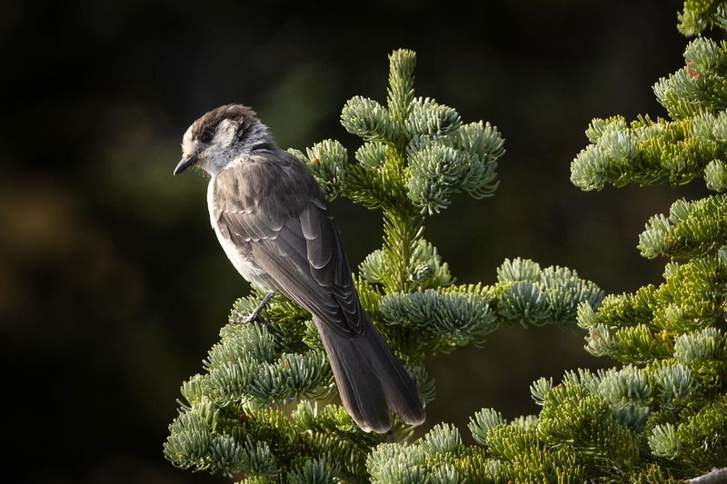 Gray Jay