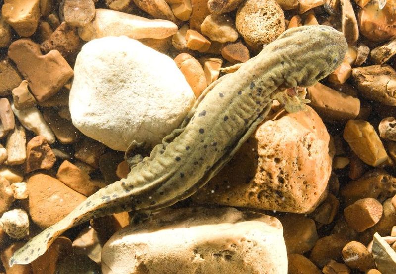 Ozark Hellbender