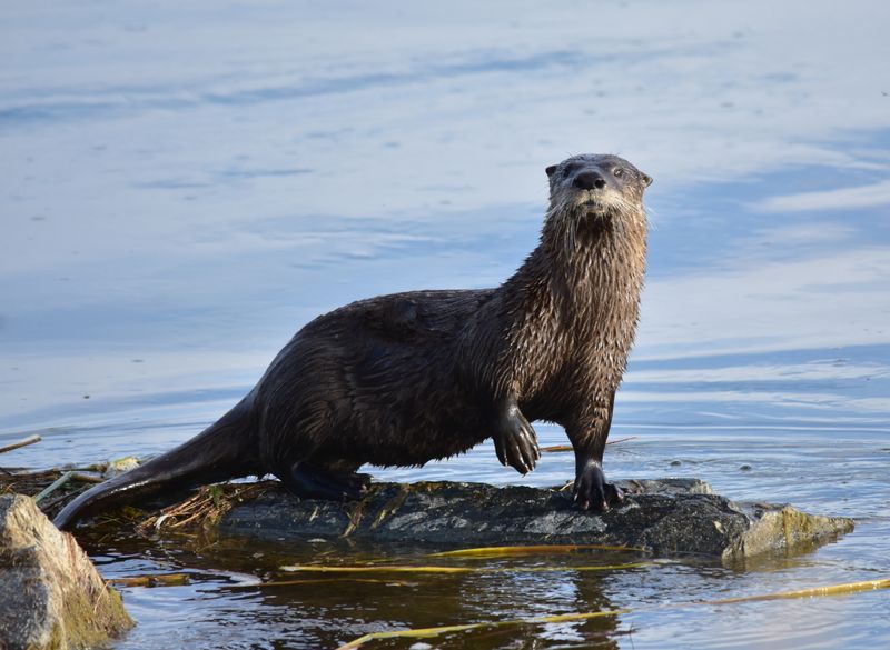 North American River Otter