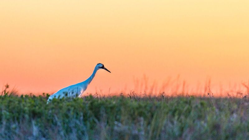 Whooping Crane