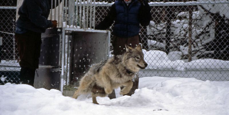 Gray Wolf