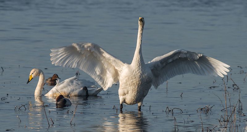 Whooper Swan