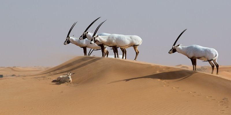Arabian Oryx