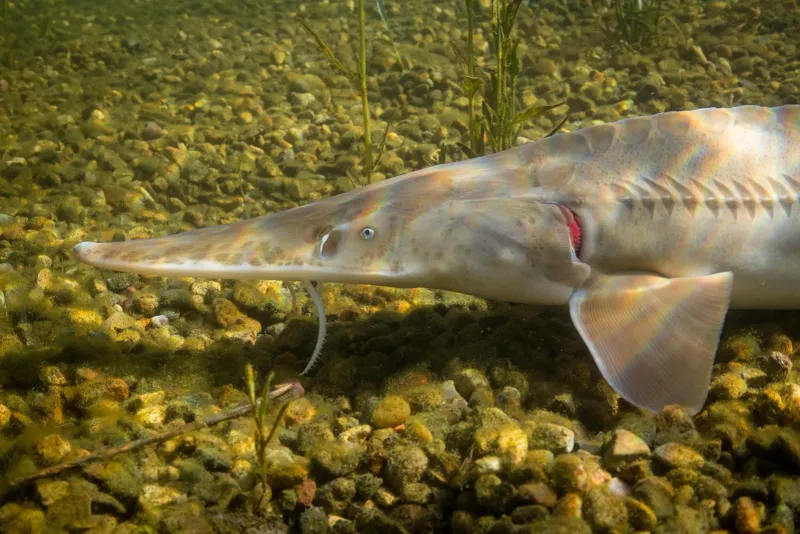 Pallid Sturgeon