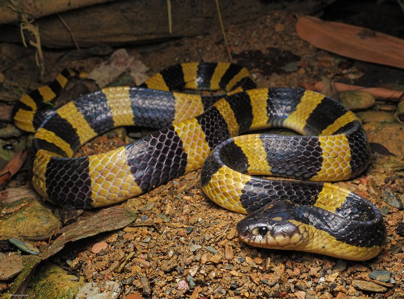 Banded Krait