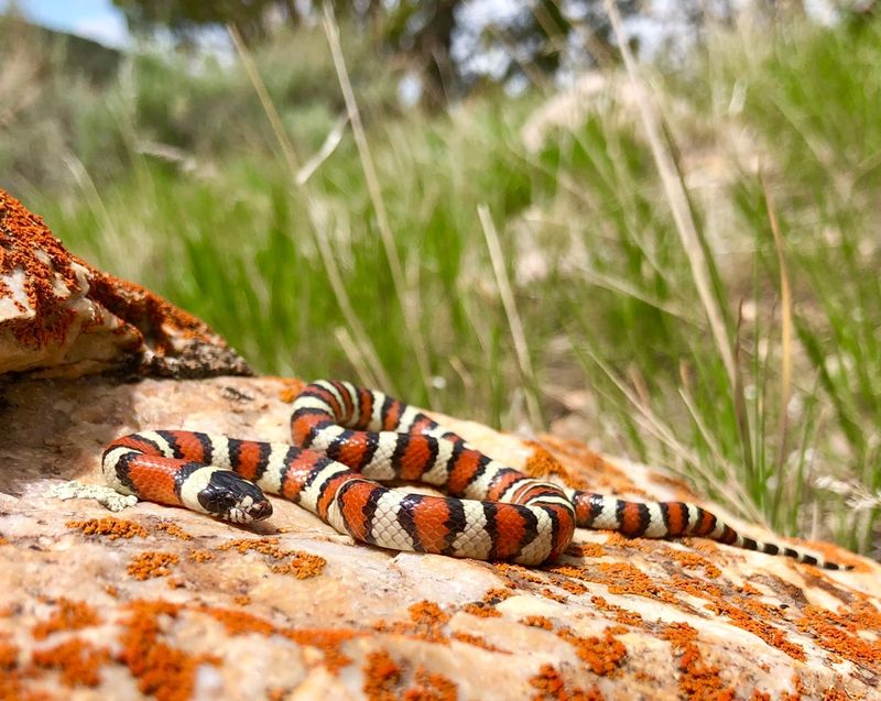 Milk Snake
