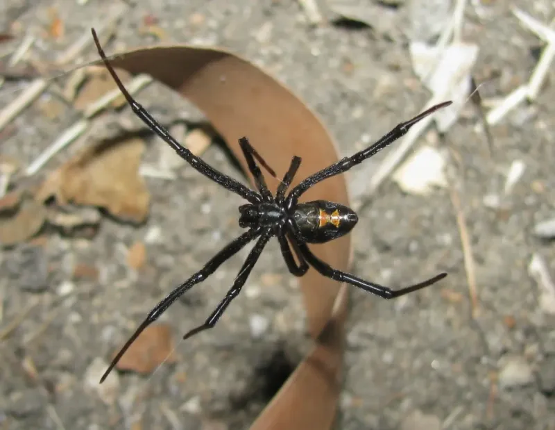Colorado - Black Widow Spider