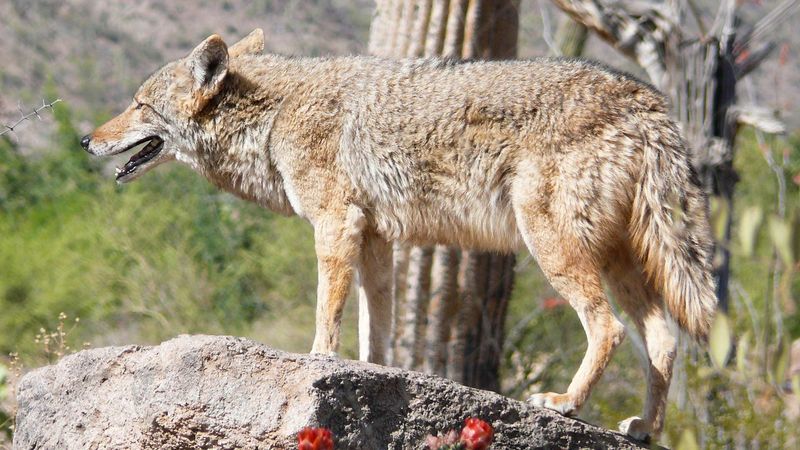 Arizona's Desert Dwellers