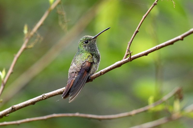 Berylline Hummingbird
