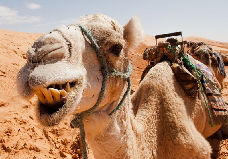 Camel