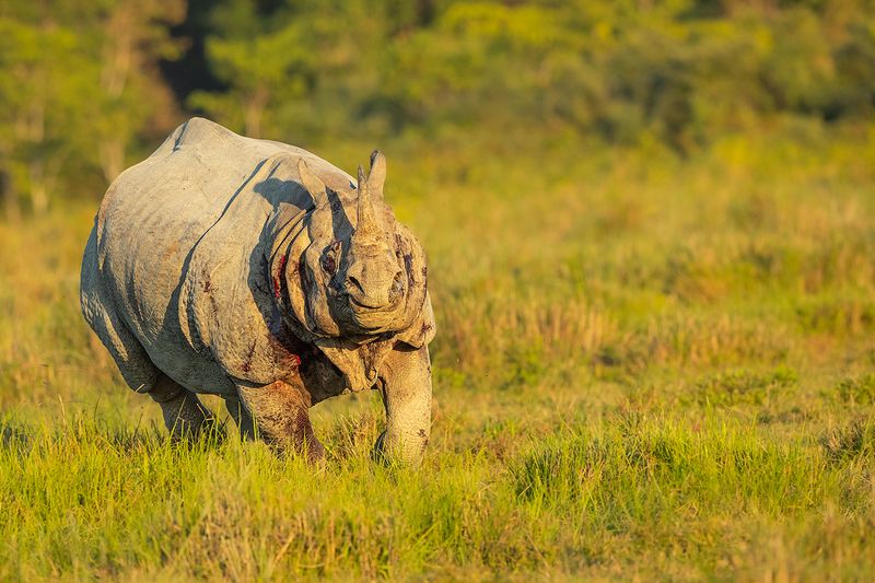 Rhinos Charge From Anger