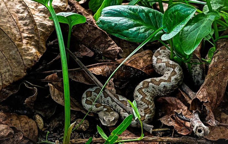 Camouflage and Appearance